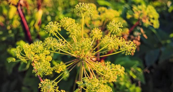 伞形科植物有哪些种类?它们的特征是什么? 伞形科植物有哪些种类?它们的特征是什么?