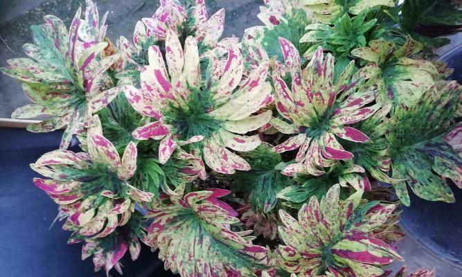 彩叶草有毒吗？室内养护需要注意什么？