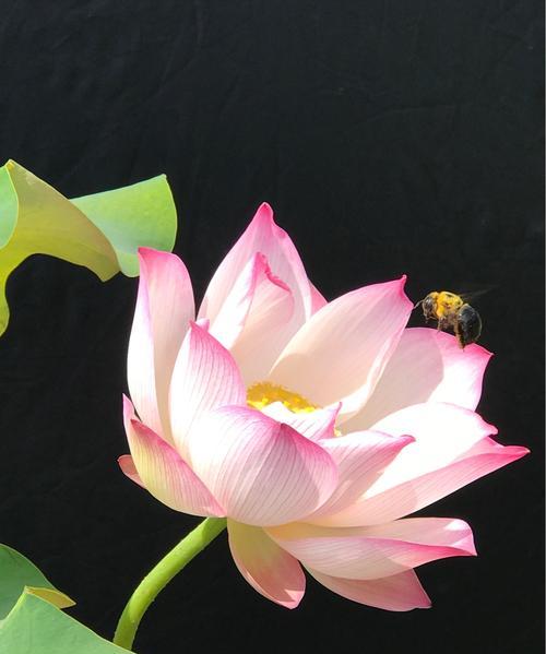 荷花花语的启示——平凡中的坚强和纯洁（以荷花为纽带）