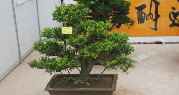 小叶黄杨好养吗？养殖方法和养护要点是什么？