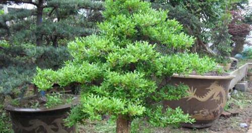 小叶黄杨好养吗？养殖方法和养护要点是什么？