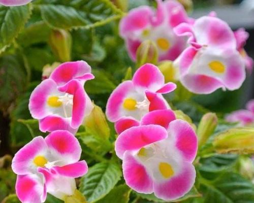 夏堇养殖需要注意什么？如何正确养殖夏堇？