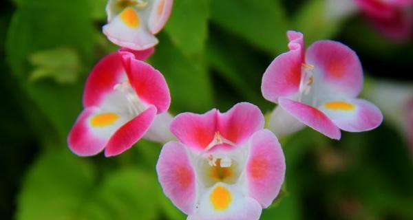 夏堇养殖需要注意什么？如何正确养殖夏堇？