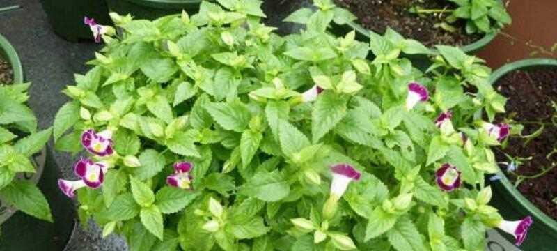 夏堇养殖需要注意什么？如何正确养殖夏堇？