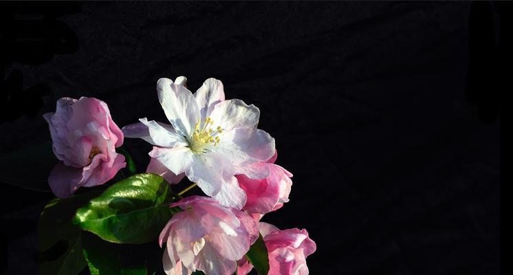 海棠花的爱情含义（海棠花的美丽意象与深刻情感）