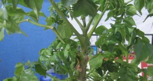 幸福树要经常浇水吗？多久浇一次水最合适？