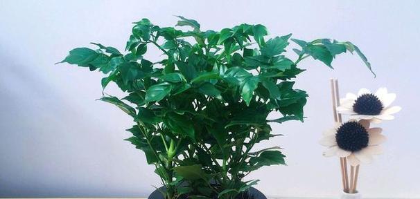 幸福树要经常浇水吗？多久浇一次水最合适？