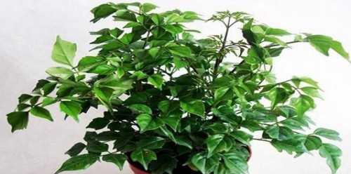 幸福树要经常浇水吗？多久浇一次水最合适？