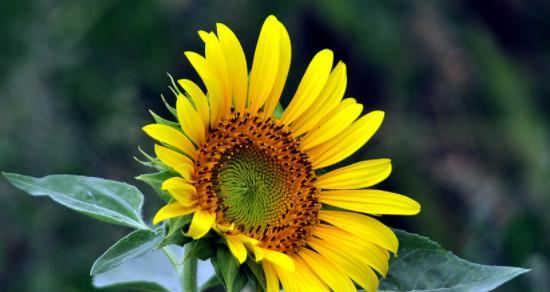 阳光花语之秘——以向日葵为主题的花语（探寻向日葵所传递的阳光力量）