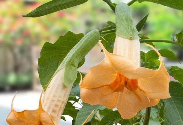 曼陀罗花的花语之谜（解读曼陀罗花花语的奥秘）