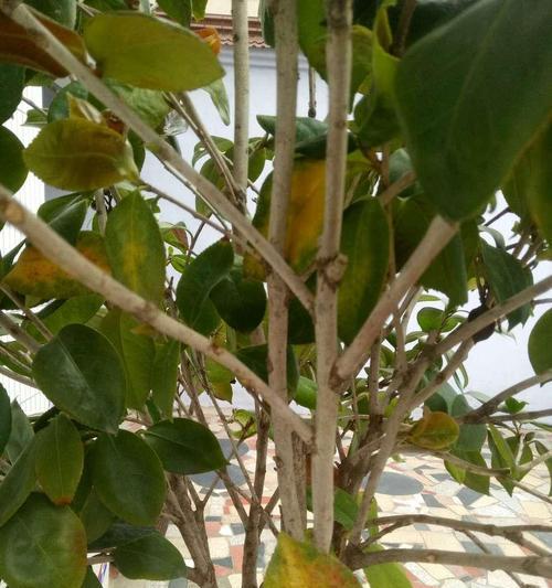 茶花夏季掉叶怎么回事?叶子脱落是什么原因?