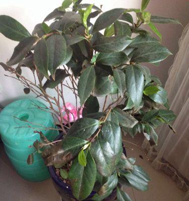 茶花夏季掉叶怎么回事？叶子脱落是什么原因？
