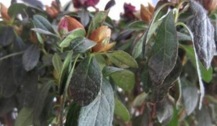 茶花夏季掉叶怎么回事？叶子脱落是什么原因？