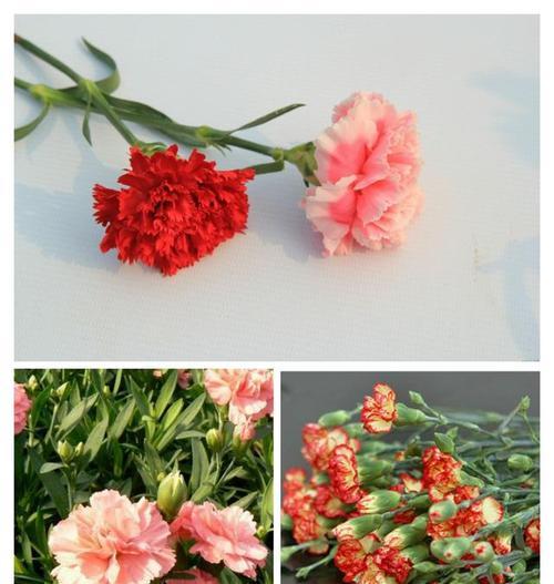 康乃馨花语传递的不同情感（以不同颜色康乃馨为媒介）