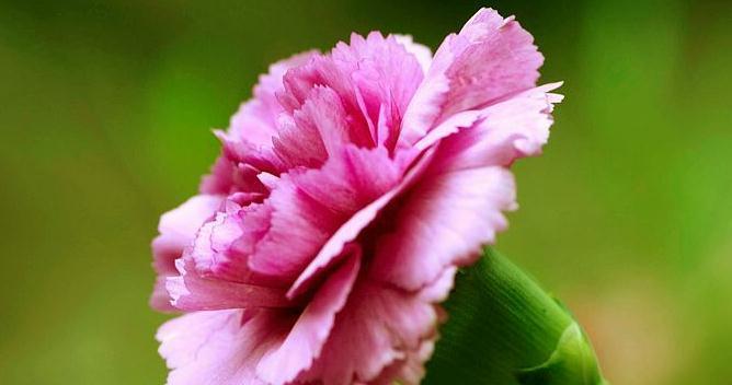 康乃馨花语传递的不同情感(以不同颜色康乃馨为媒介) 康乃馨花语传递的不同情感(以不同颜色康乃馨为媒介)