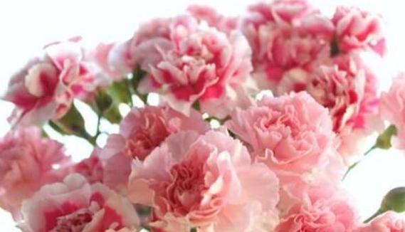 康乃馨花语传递的不同情感(以不同颜色康乃馨为媒介) 康乃馨花语传递的不同情感(以不同颜色康乃馨为媒介)