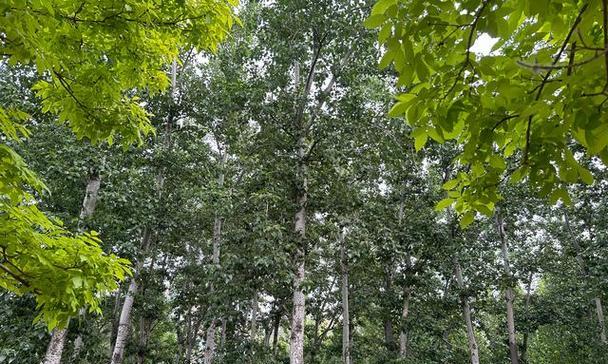 杨树是常绿植物吗?了解杨树的生长特性及分类