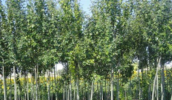 杨树是常绿植物吗？了解杨树的生长特性及分类