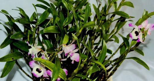 石斛生长在什么地方?如何在家中模拟其自然环境?