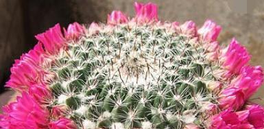 仙人球的美丽传说(传承千年的花语之谜)