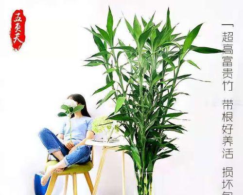 富贵竹开花的神秘预示（揭开富贵竹开花的预兆和寓意之谜）