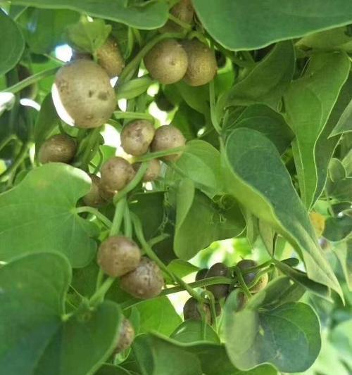 山药怎么洗才干净？彻底清洗山药的步骤和技巧是什么？