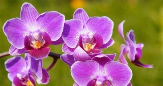 蝴蝶兰——魅力花卉的象征（美丽的蝴蝶兰花语及其独特特点）