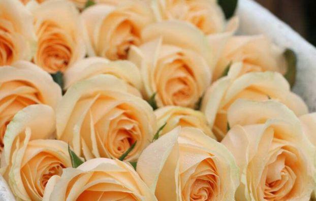 香槟玫瑰的象征和意义（美丽中蕴含的深意）