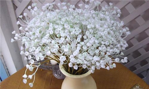 满天星,花开星光闪耀(生命的希望与力量——满天星的寓意)