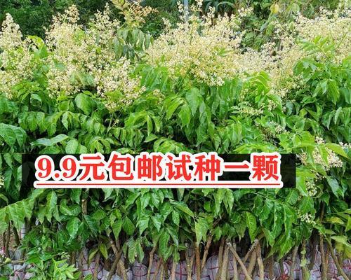 黄皮果树的风水寓意与摆放位置（探讨黄皮果树在风水中的重要性及布局技巧）