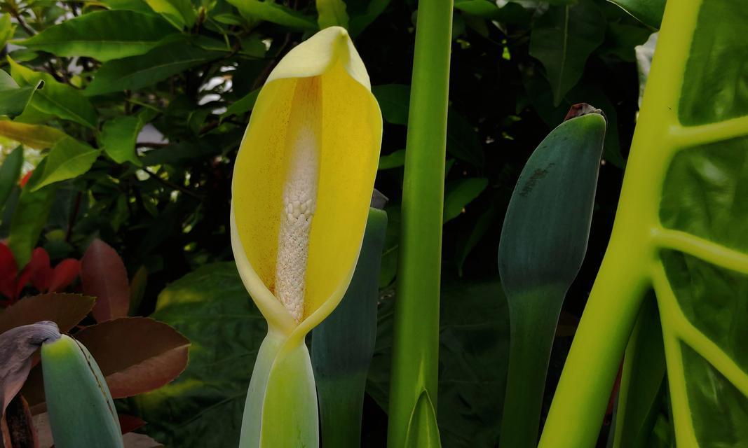 滴水观音花朵的寓意与美丽（探索滴水观音花朵的意义与象征）