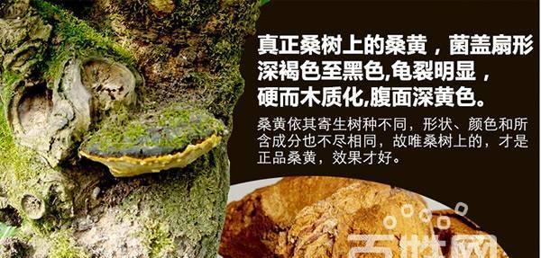 桑黄哪里产的最好？产地对桑黄品质有何影响？