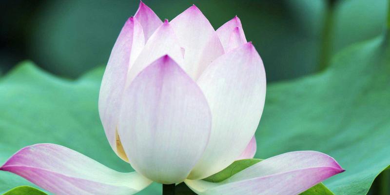 荷花的花语及其寓意(深入解读荷花的花语)