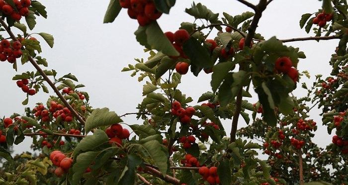 山楂什么时候成熟最佳？如何确定采摘的最佳时间？