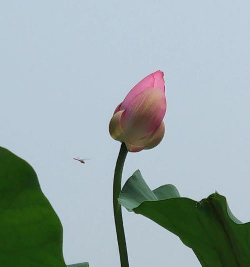 荷花的花语及其寓意（深入解读荷花的花语）