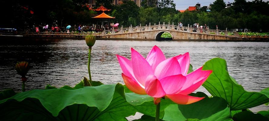 荷花的花语及其寓意（深入解读荷花的花语）