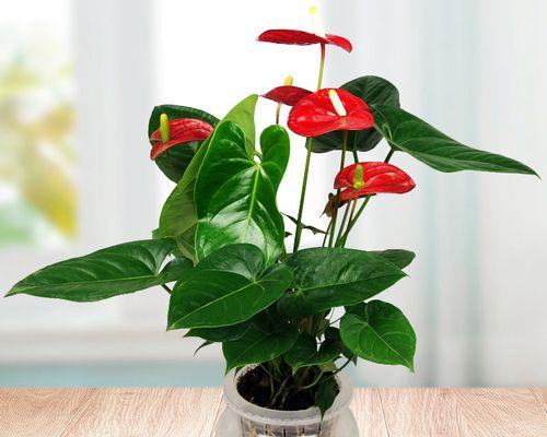 办公室水培植物有哪些？如何选择适合的水培植物？