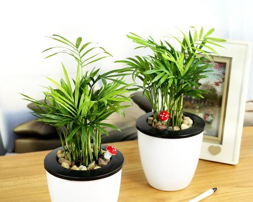 办公室水培植物有哪些？如何选择适合的水培植物？