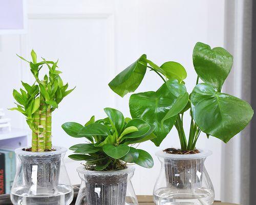办公室水培植物有哪些？如何选择适合的水培植物？
