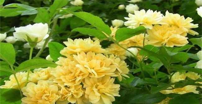 黄木香一年开几次花？花期月份与时间是什么时候？