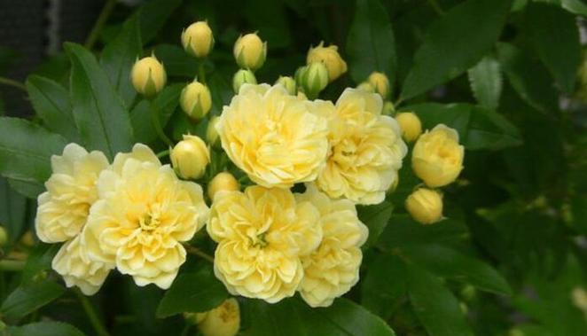 黄木香一年开几次花？花期月份与时间是什么时候？