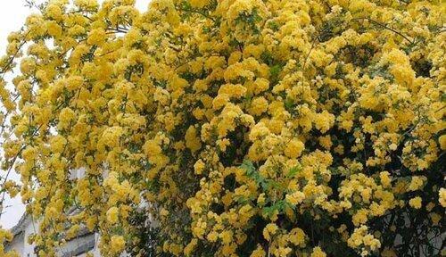 黄木香一年开几次花？花期月份与时间是什么时候？