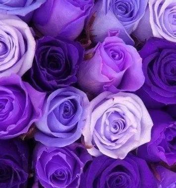 粉色玫瑰的花语——甜美爱意(传递爱意的11朵粉色玫瑰)