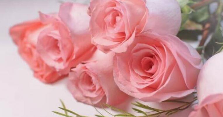 粉色玫瑰的花语——甜美爱意（传递爱意的11朵粉色玫瑰）