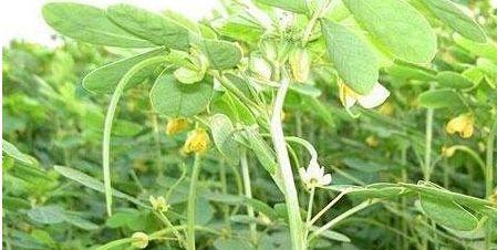 绿豆哪里产的最好吃？中国哪些地区的绿豆品质最佳？