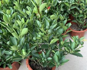 金桔根系发达吗？如何促进金桔更好的生长发育？