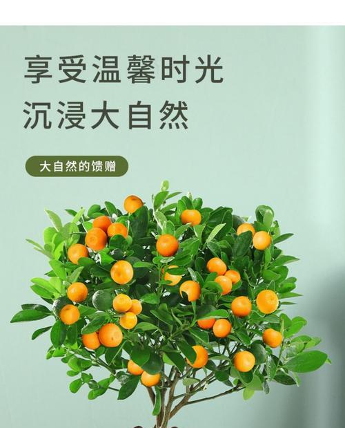 金桔根系发达吗？如何促进金桔更好的生长发育？