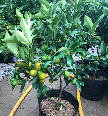 金桔根系发达吗？如何促进金桔更好的生长发育？