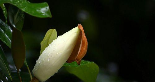 广玉兰花语(广玉兰花语的内涵与象征)