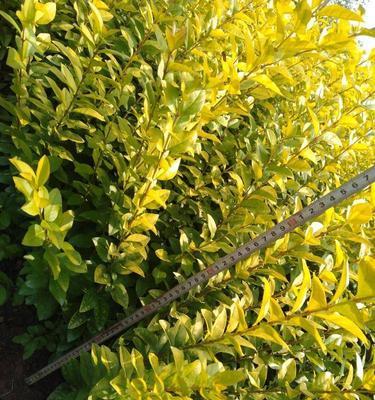 换床苗的意义与方法(让您的床变得全新舒适)